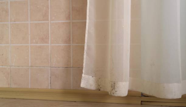 Best Biohazard Mold Removal  in Ashland, AL