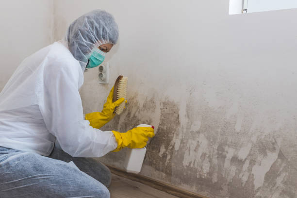 Best Crawl Space Mold Remediation  in Ashland, AL