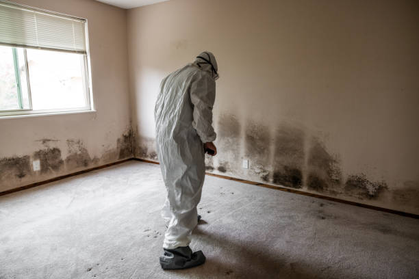 Professional Mold Removal in Ashland, AL